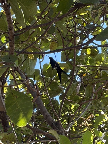 Swallow-tailed Hummingbird