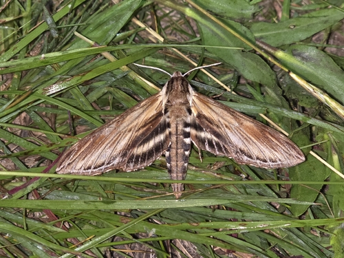 Laurel Sphinx