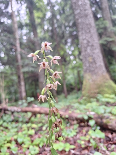 Broad-leaved helleborine