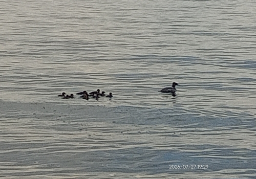 Common Merganser