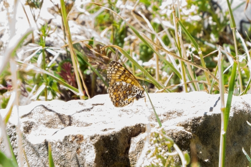 Algerian Fritillary