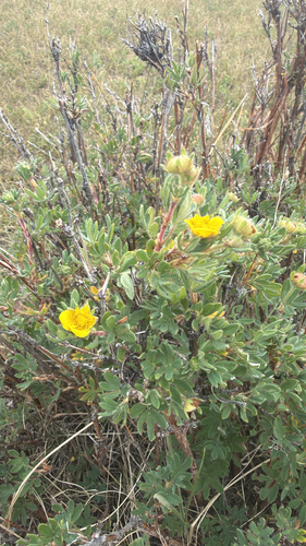 shrubby cinquefoil