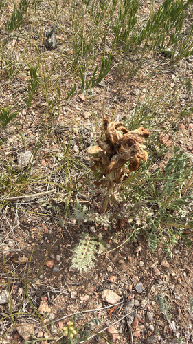Pedicularis flava