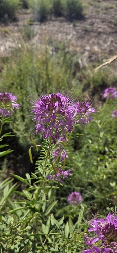Rocky Mountain Beeplant