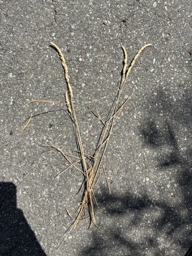 orchard grass