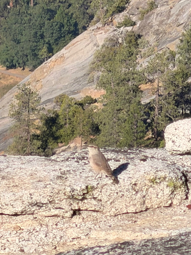 iNaturalist observation photo of Rock Wren