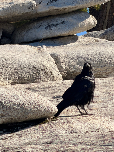 iNaturalist observation photo of Common Raven