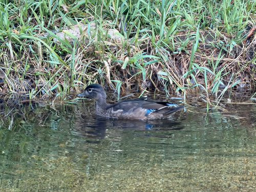 iNaturalist observation photo of Wood Duck