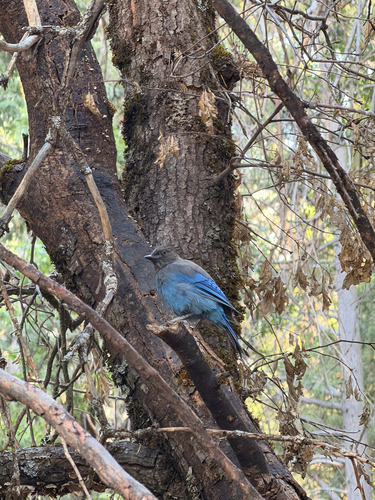 iNaturalist observation photo of Steller's Jay