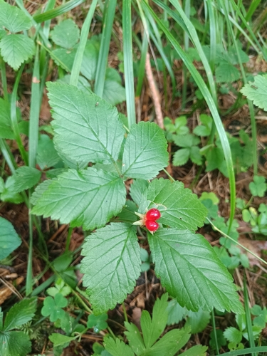 Stone Bramble