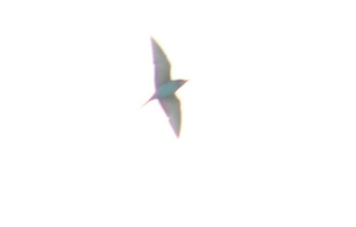 European Bee-eater