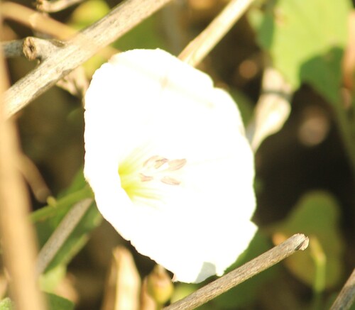 field bindweed