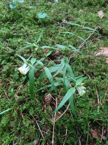 Common Cow-wheat