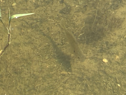 Pumpkinseed