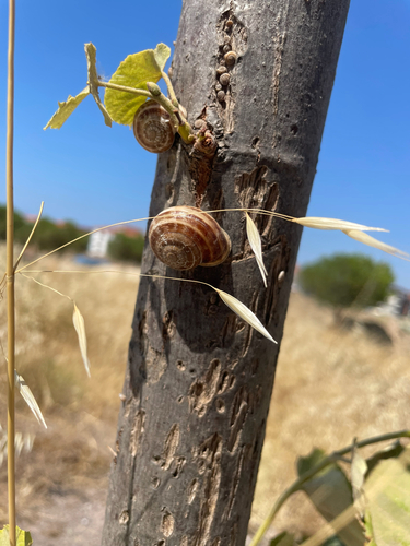 Chocolate-band Snail