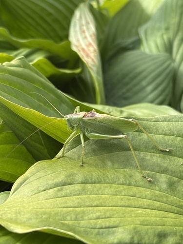 Upland Green Bush-cricket
