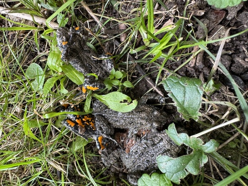 European Fire-Bellied Toad