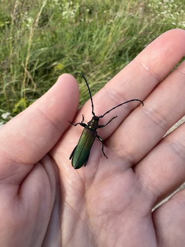 Musk beetle