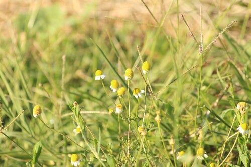 German Chamomile