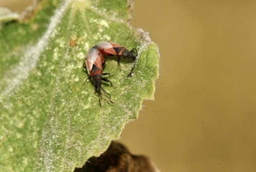 Oxycarenus annulipes