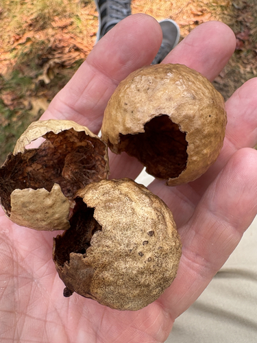 Spongy Oak Apple Gall Wasp
