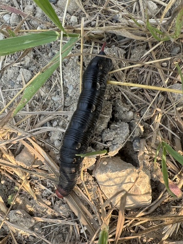 Bedstraw Hawkmoth