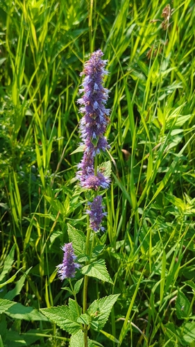 anise hyssop