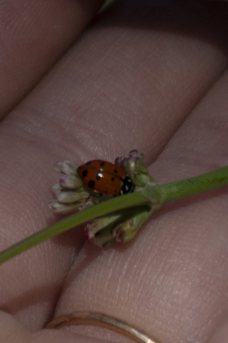 iNaturalist observation photo of Convergent Lady Beetle