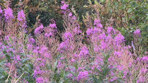 fireweed