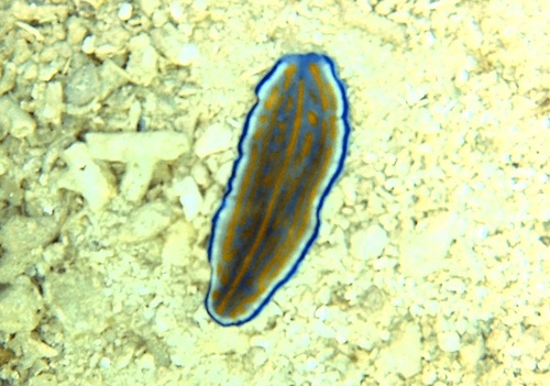 Gravier's Flatworm