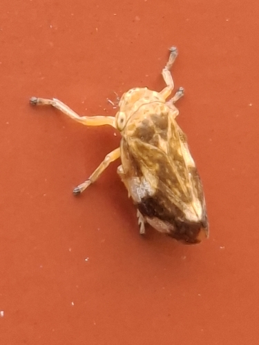 Meadow Spittlebug