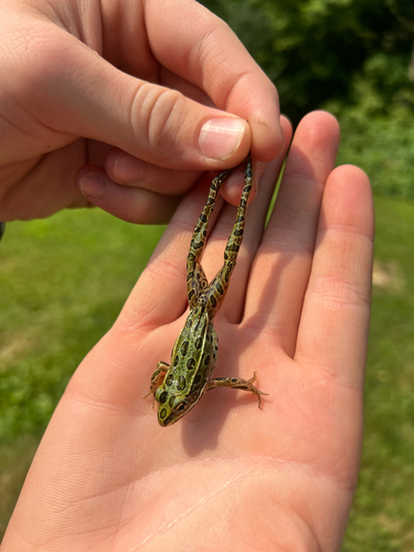 Northern Leopard Frog