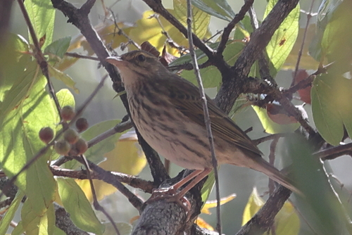 Striped Pipit