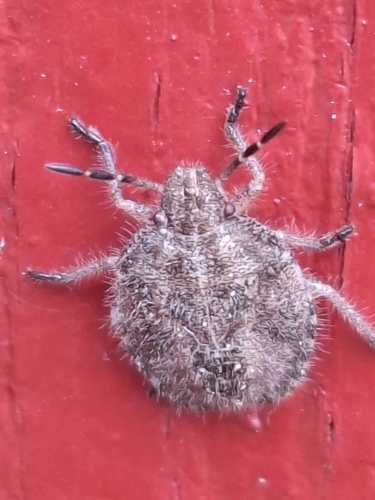 Sloe Bug