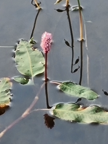 water smartweed