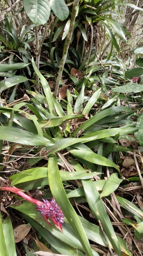 Aechmea macrochlamys