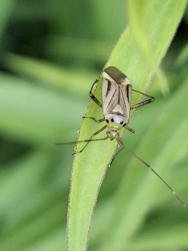 Adelphocoris quadripunctatus
