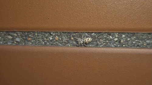 Zebra Jumping Spider