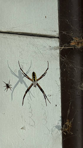 Yellow Garden Spider