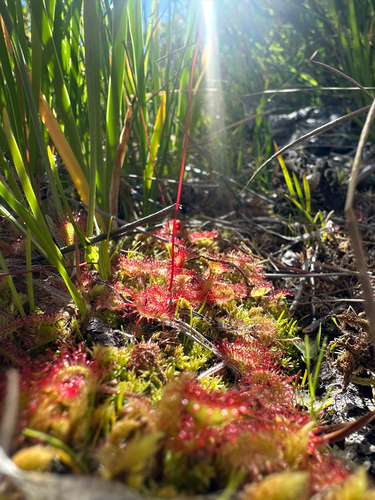 iNaturalist observation photo of round-leaved sundew