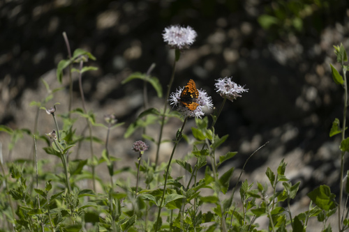 iNaturalist observation photo of Hoffmann's Checkerspot