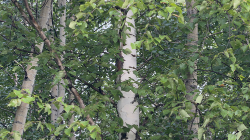 Alaska Paper Birch
