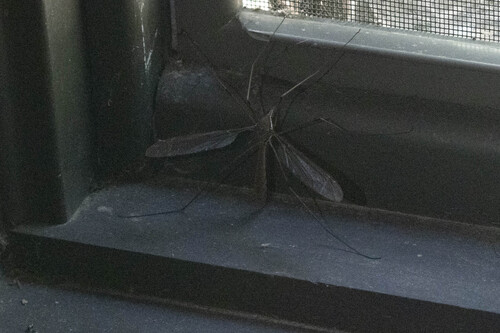 iNaturalist observation photo of Giant Western Crane Fly
