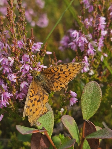 Lesser Marbled Fritillary