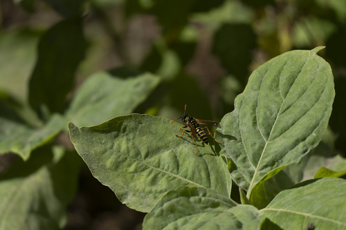 iNaturalist observation photo of European Paper Wasp
