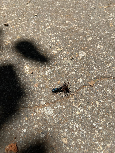 iNaturalist observation photo of Narrow-waisted Wasps, Ants, and Bees