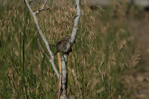 iNaturalist observation photo of Song Sparrow
