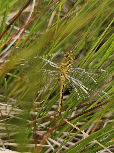 Black Meadowhawk