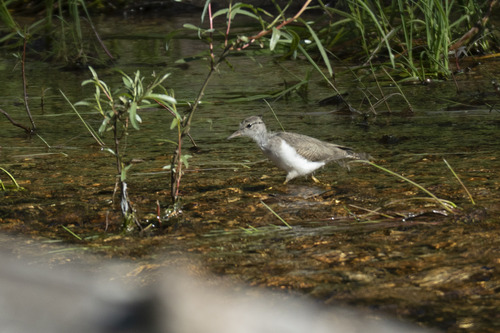 iNaturalist observation photo of Spotted Sandpiper