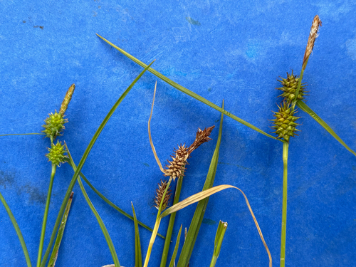 Carex X schatzii